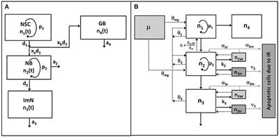 Modeling Reveals the Dependence of Hippocampal Neurogenesis Radiosensitivity on Age and Strain of Rats